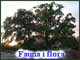 Fauna i flora